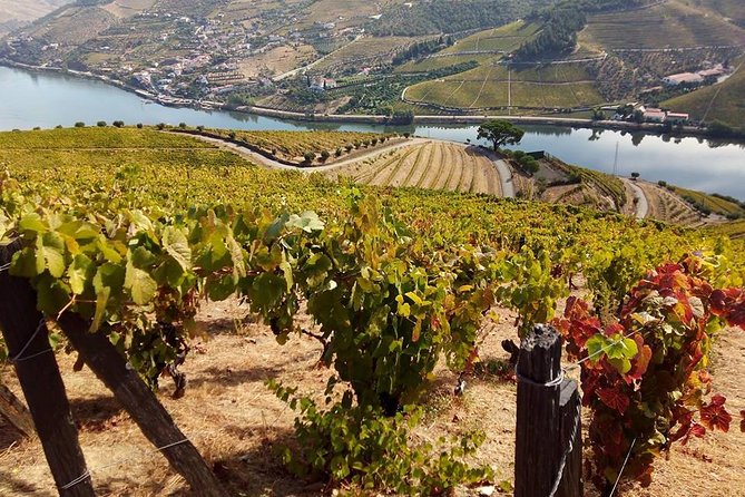 Authentic Douro Valley - small-Group Tour (Max 7) - Peso da Régua: Douro DOC and Port after lunch