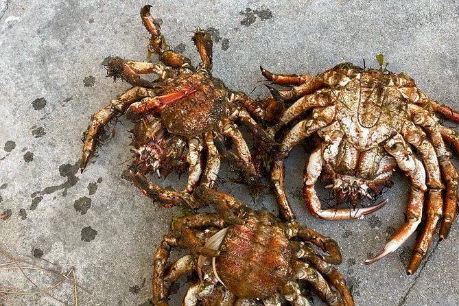 Buy, Cook & Taste-Gastronomic Tour North Portugal - Stop 1: The Fish Market Buy-In That Sets the Tone