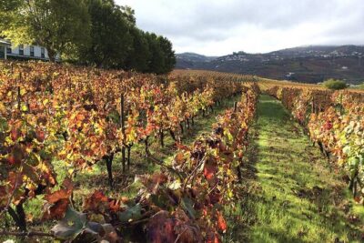 Douro: luxury walking tour with lunch at Quinta da Pacheca - Lamego and Peso da Régua: the valley stops you’ll recognize