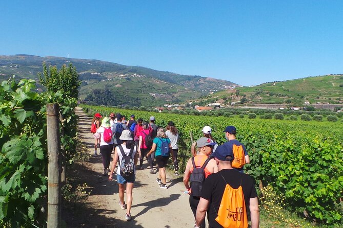 Douro: luxury walking tour with lunch at Quinta da Pacheca - Guided old wine cellars: the stories behind the bottles