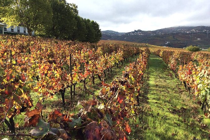 Douro: luxury walking tour with lunch at Quinta da Pacheca - Lamego and Peso da Régua: the valley stops you’ll recognize