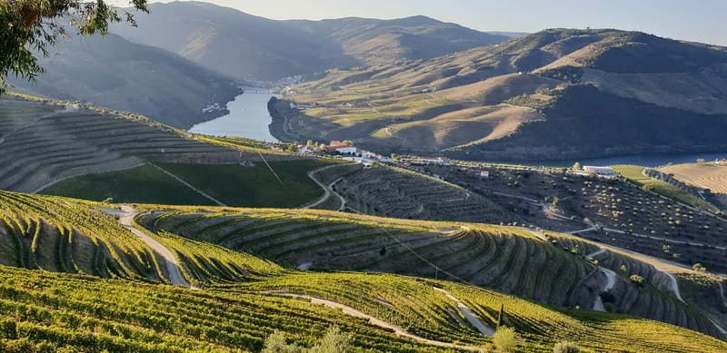 Douro Private Signature Tour – Customizable Experience - The N222 + Miradouro Stops: Why the Drive Is Part of the Attraction