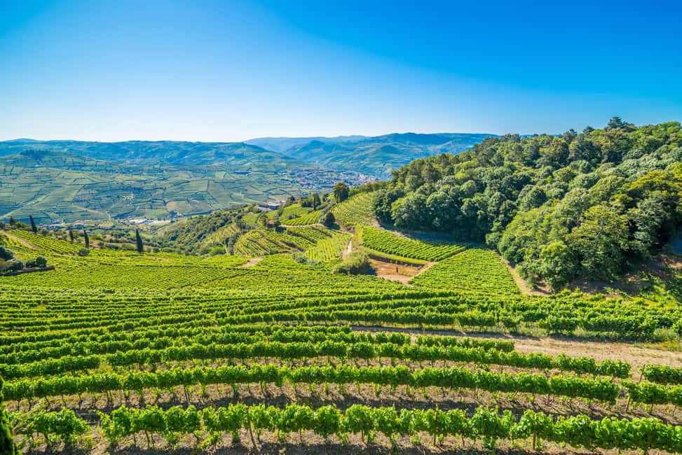 Douro: Quinta de Santa Júlia Lunch, Tour, & Wine Tasting - Price and Value: What $85 Buys You in Real Terms