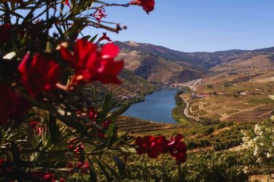 Douro Three Winery Small Group Tour with Lunch and Tastings - Peso da Régua: The Gateway Town for Your First Tasting