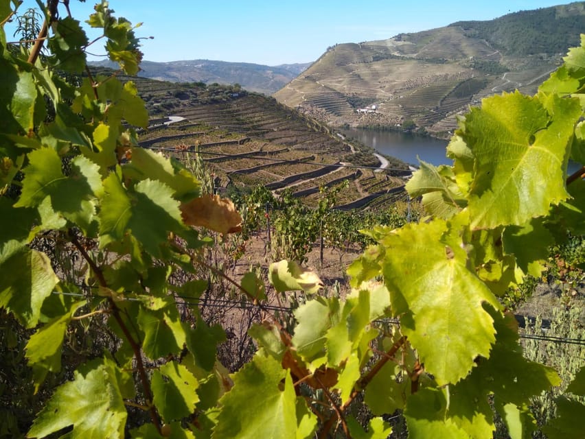 Douro Valley & Amarante - from Porto, Braga or Guimarães - Price and value: is $122 per person a good deal?