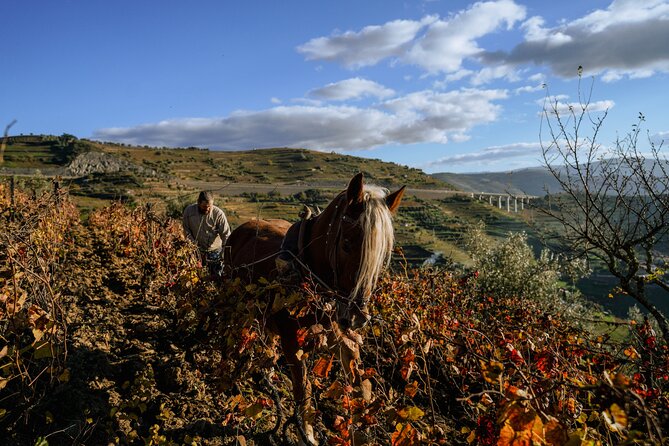DOURO VALLEY: Lunch in a winery, tastings & 1-h private boat tour - What you’ll drink and taste (and how to make it enjoyable)