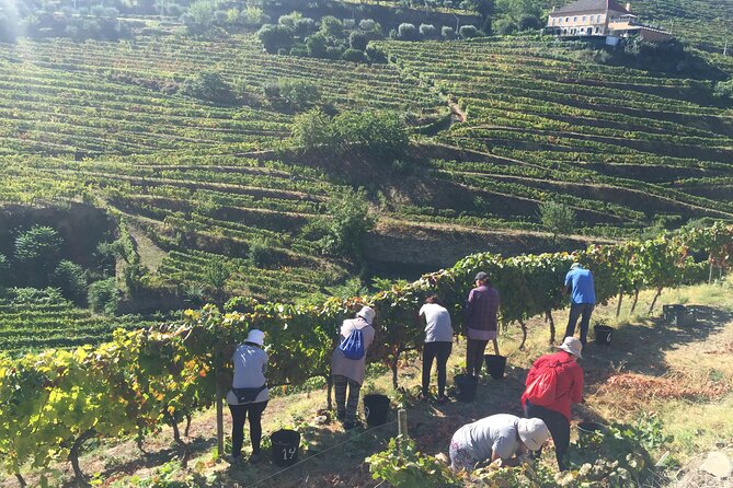 Douro valley Majestic - The 1-hour boat ride: how to enjoy it without overthinking