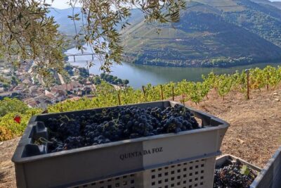Douro Valley Pinhao Quinta da Foz Tour and Tasting 5 Wines - The included old vines walking: quick and practical