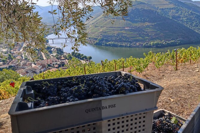 Douro Valley Pinhao Quinta da Foz Tour and Tasting 5 Wines - The included old vines walking: quick and practical