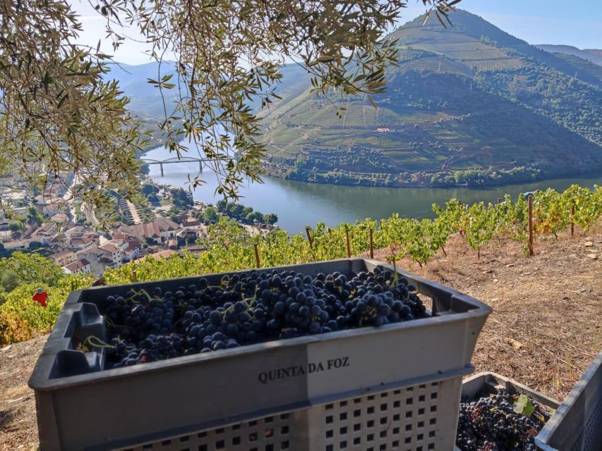 Douro Valley: (Pinhão) Quinta da Foz - Tour&Tasting 5 WINES - The tasting lineup: 5 wines and olive oil, in a smart order