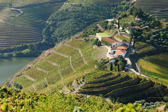 Douro Valley private day tour from Porto - Wine tastings, olive oil, and lunch: the part that can make or break the day