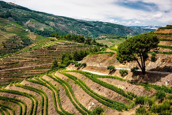 Douro Valley Private Day Trip including Boat Ride & Wine Tasting - Lunch in the Valley: Where Your Guide Adds Real Value