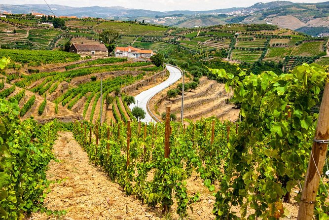 Douro Valley Private Day Trip including Boat Ride & Wine Tasting - Quinta do Infantado Wine Tasting and Tour: Where the Day Turns to Wine