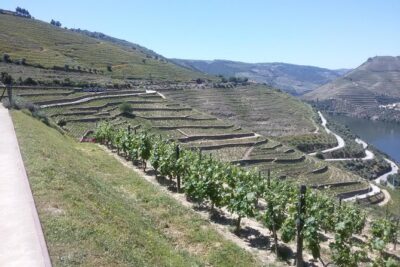 Douro Valley Private Premium Tour with Wine Tasting (1 to 4 people) - National Road 222: the drive that does the storytelling