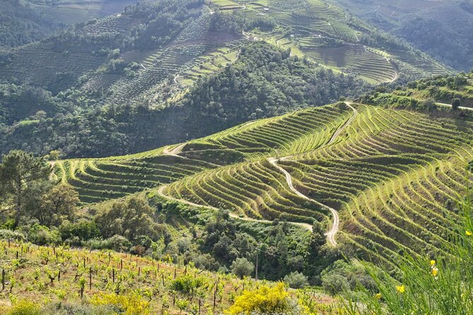 Douro Valley private tour full day - What the small details say about the tour experience