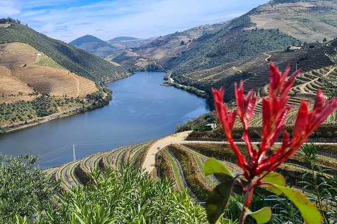 Douro Valley Private Tour (winery + boat + viewpoint) - The viewpoint stop: where you get the valley’s full shape