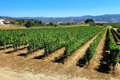 Douro Valley Private Tour (winery + boat + viewpoint) - The 1-hour Rabelo boat trip: short, scenic, and timed right