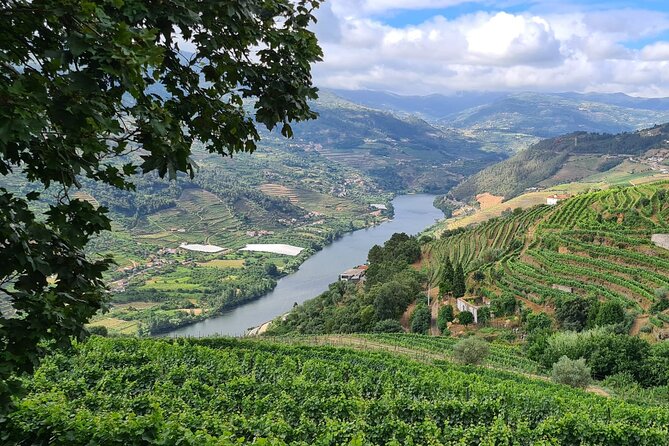 Douro Valley Private Tour (winery + boat + viewpoint) - Family winery visit and wine tasting: what the tasting portion is really about