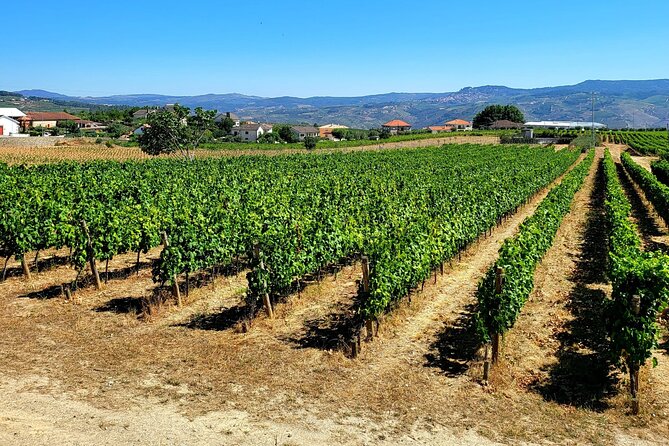 Douro Valley Private Tour (winery + boat + viewpoint) - The 1-hour Rabelo boat trip: short, scenic, and timed right