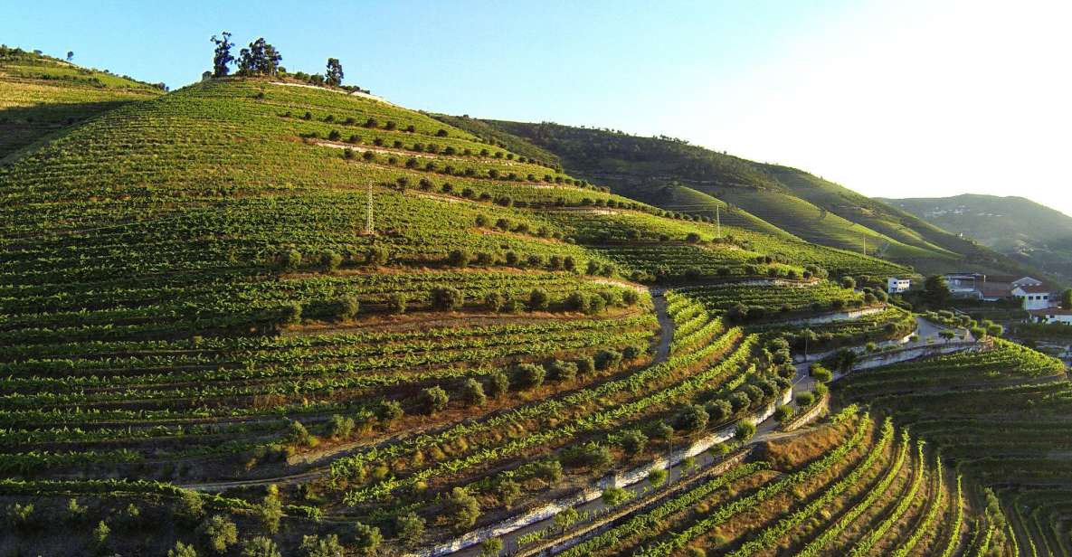 Douro Valley: Quinta de S. Luiz Winery Tour and Tasting - Key things to know before you go