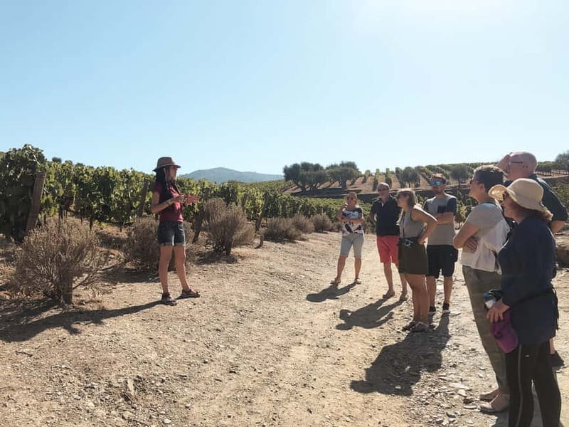 Douro Valley: Real Small-Group, Wine Tasting, Lunch & Boat - Price and Value: When $164 Actually Makes Sense