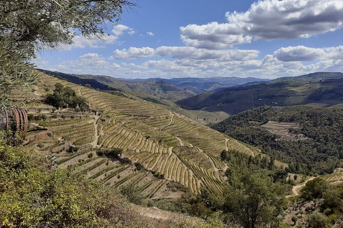 Douro Valley Small-Group Tour: 2 Wineries, Lunch, Optional Cruise - Stop 1: Douro Valley time and the Port-focused tastings