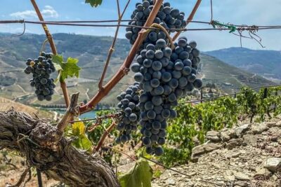 Douro Valley Small-Group Tour: 2 Wineries, Lunch, Optional Cruise - How the day runs: from 8:30 start to two tastings and lunch