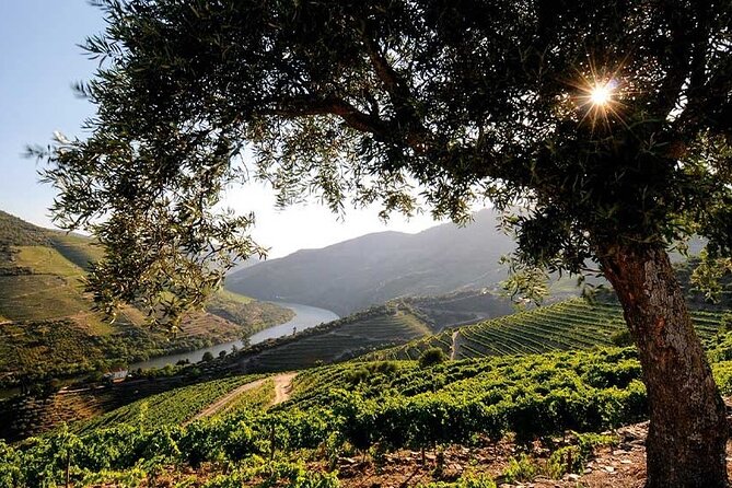 Douro Valley Small-Group Tour: 2 Wineries, Lunch, Optional Cruise - The guides make the day: Hernán, Violeta, Alex, and Filipe