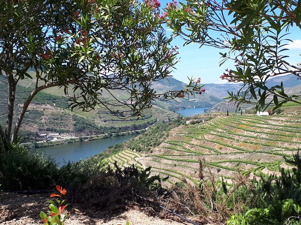 Douro Valley Tour (wine & Food) - D’Origem olive oil press museum: a surprising shift from grape to fruit