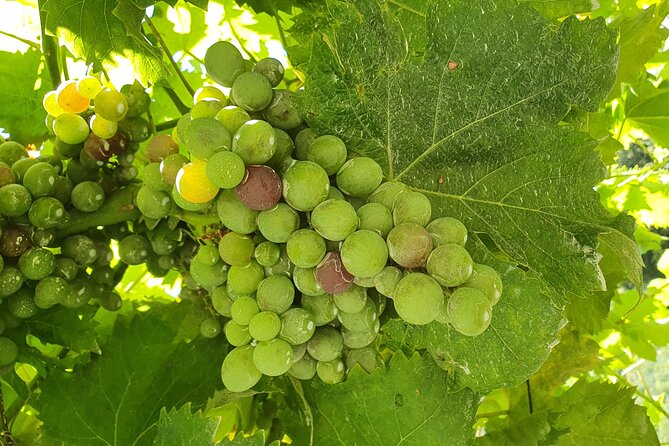 Douro Valley Tour with Train and Vinho Verde - Getting back to Porto without stress