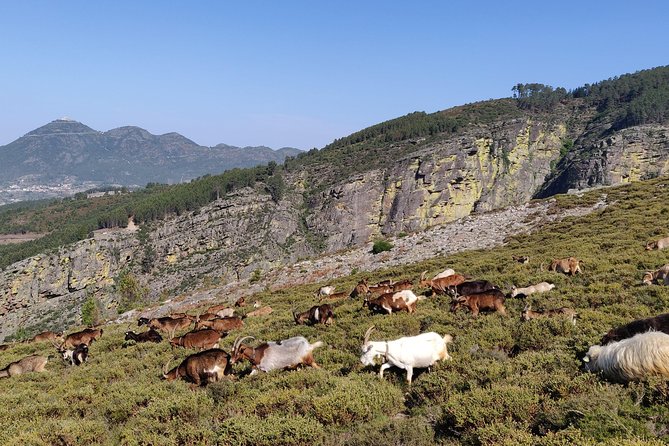 Fisgas de Ermelo Trail - Why this trail is more than a waterfall stop