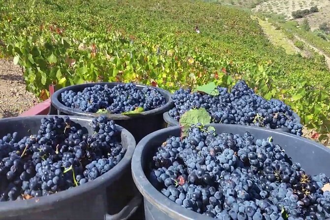 From Porto: Douro Valley Tour with 2 Wineries, Lunch and Cruise - Douro River Cruise from Pinhão: Views That Stick