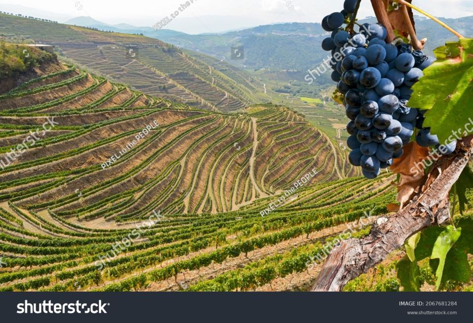 From Porto: Full-Day Douro Historical Tour - The Viewpoint Photo Stop: A Short Break That Matters