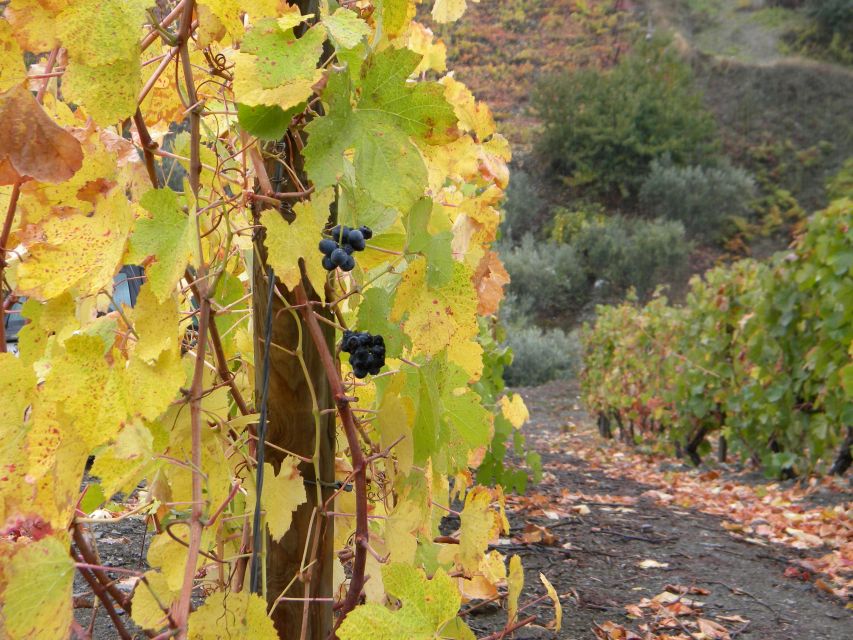 From Porto: Private Douro Valley Tour with Booking Service - Peso da Régua: Lunch and Town Energy Without the Stress