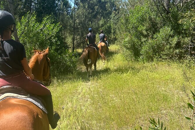 Horse Riding in the Countryside - The Horses: Calm, Lovable, and Surprisingly Communicative