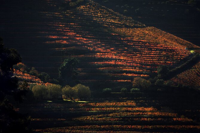 Lunch and Wine Tasting in the Douro Valley Region - Key Highlights You’ll Care About