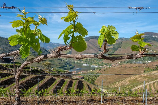 Porto: Douro Valley, 2 Wine Regions, Sommelier, Boat Trip & Lunch - Valença do Douro viewpoint: 15 minutes to reset your eyes