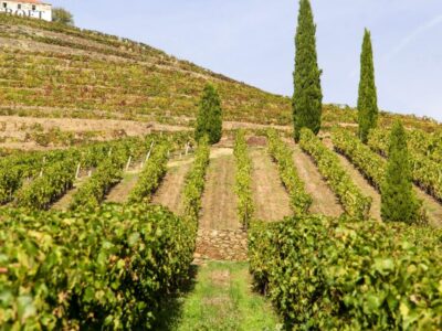 Porto: Douro Valley Tour with 3 vineyards and lunch. - The Douro River photo stop: quick, scenic, and worth it