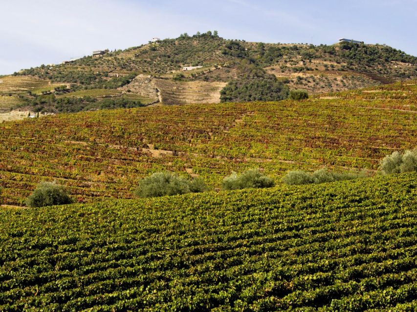 Porto: Douro Valley Tour with 3 vineyards and lunch. - Guide quality makes or breaks a wine day
