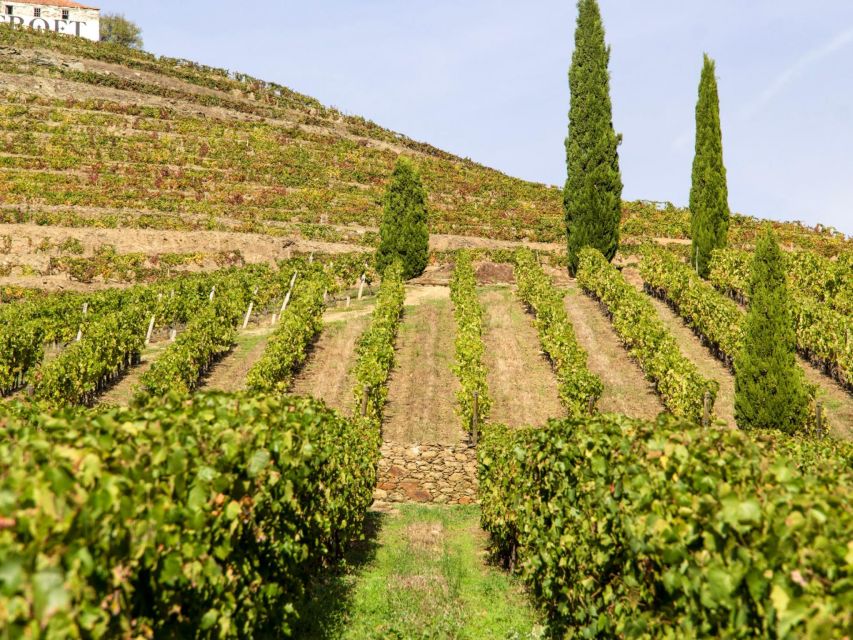 Porto: Douro Valley Tour with 3 vineyards and lunch. - The Douro River photo stop: quick, scenic, and worth it