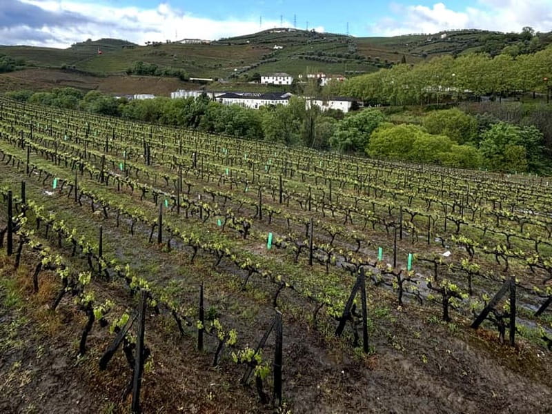 Porto: Douro Valley Tour with 3 Wineries and Lunch - Sabrosa lunch stop: wine with your meal, then Port to finish strong