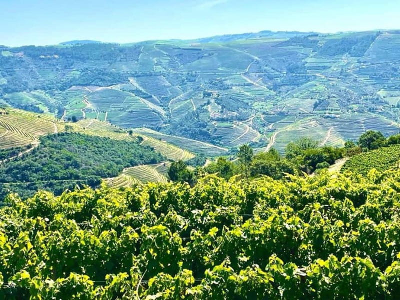 Porto: Douro Valley Tour with 3 Wineries and Lunch - Who this tour is best for (and who should pick another option)