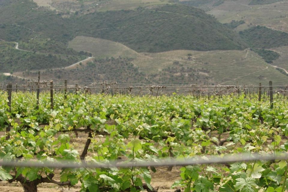 Porto: Douro Valley Wine Tour - The UNESCO Viewpoints: Why the Douro Hillsides Are Such a Big Deal