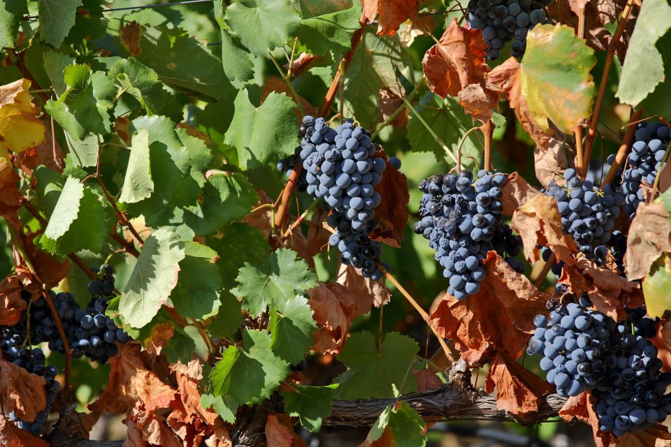 Porto: Douro Valley Wine Tour - Two Douro Wine Estates: How Tastings Fit the Valley Story