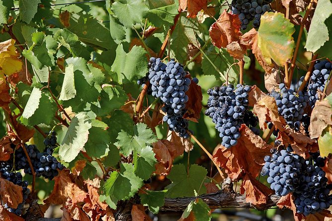 Porto: Douro Valley Wine Tour Including Lunch - Pinhão Rabelo boat cruise: the short river segment you’ll remember