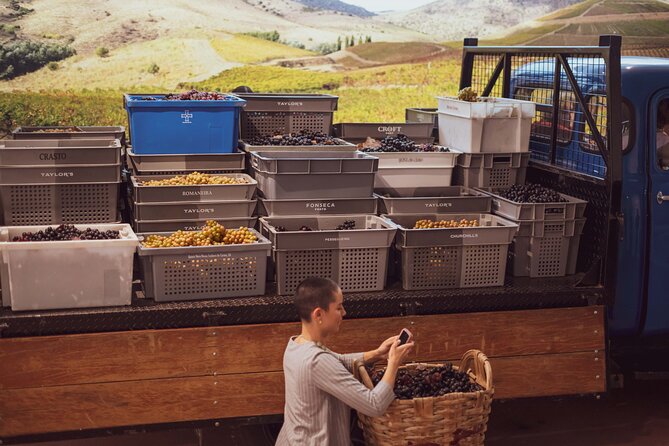Porto: Wine Experience Museum with 3 Wine Tastings - From grape to glass: the winemaking journey you’ll follow