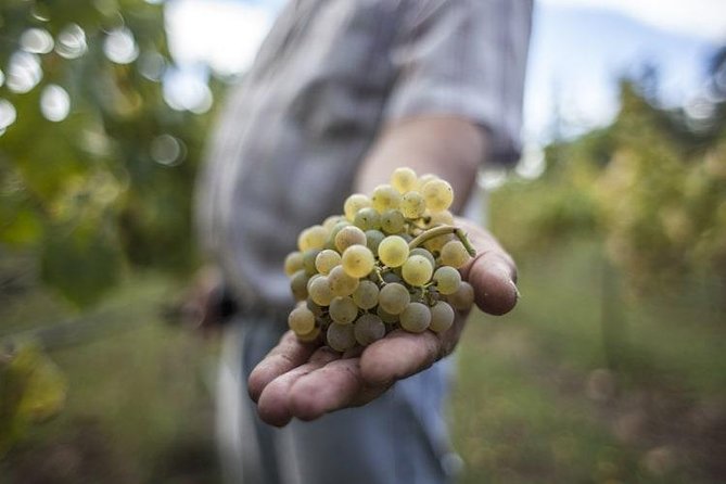 Premium Private Vinho Verde Tour:3 Wineries with Tastings & Lunch - Key highlights to know before you go
