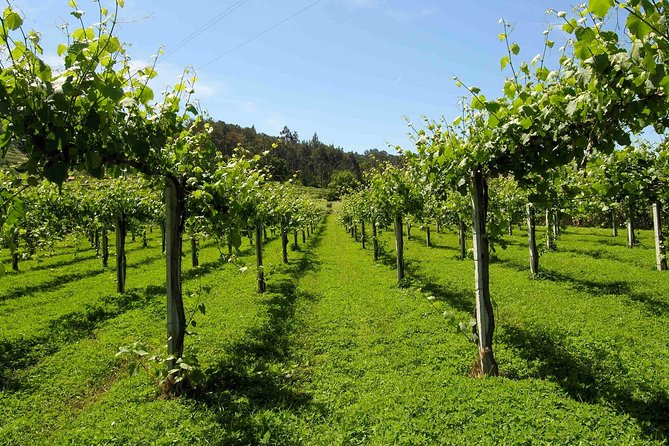 Premium Private Vinho Verde Tour:3 Wineries with Tastings & Lunch - Stop 1: the Vinho Verde route and why “green wine” isn’t about color