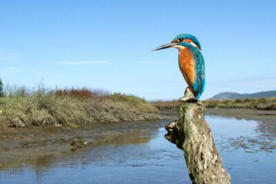 Private Birdwatching from Porto - Key reasons this Porto birdwatching day works