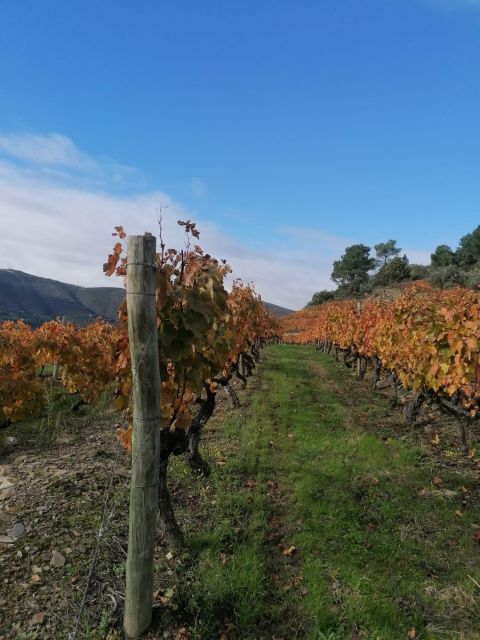 Private Douro Valley 4WD Tour with Wine Tasting and Picnic - Should You Book This Private Douro 4WD with Wine Tasting and Picnic?